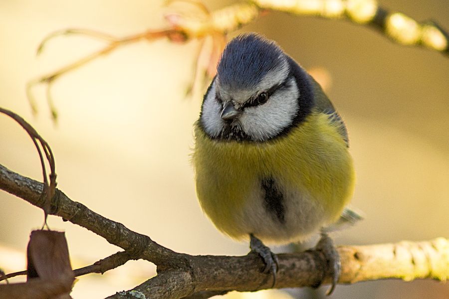 Blaumeise