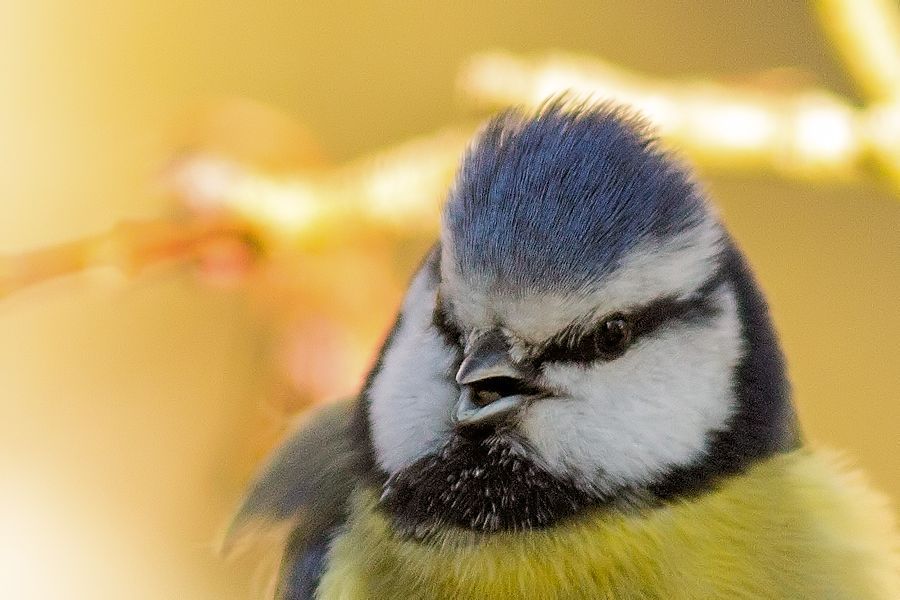 Blaumeise