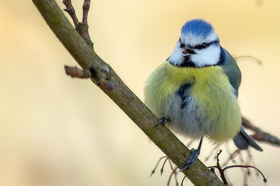 Blaumeise