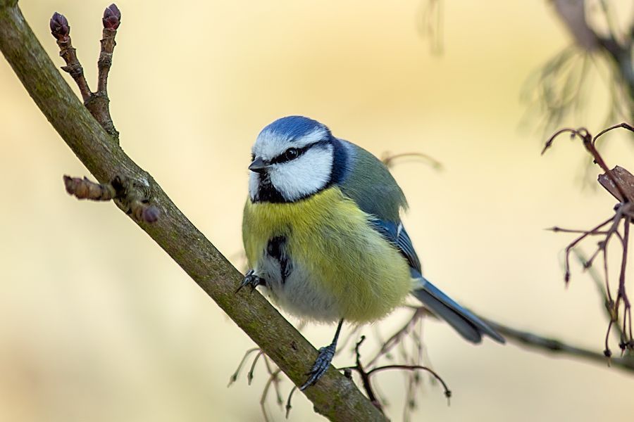 Blaumeise