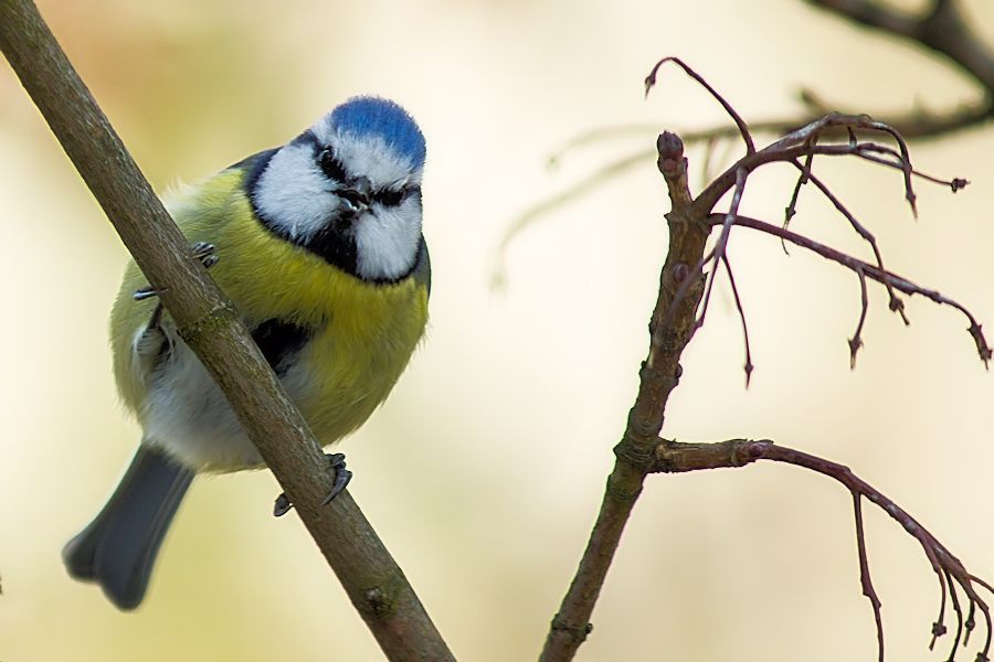 Blaumeise