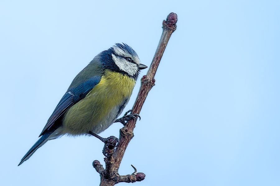 Blaumeise
