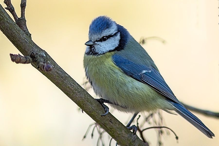 Blaumeise