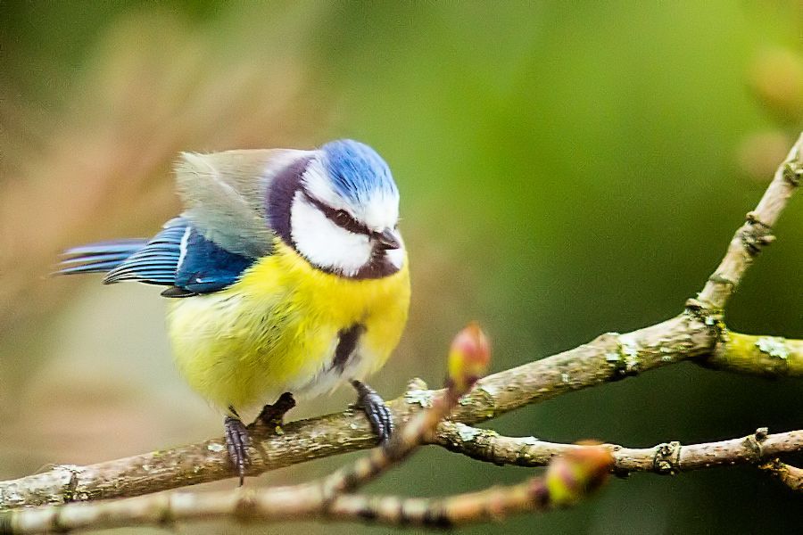 Blaumeise