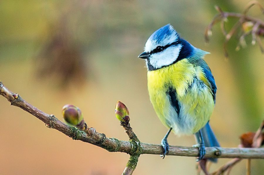 Blaumeise