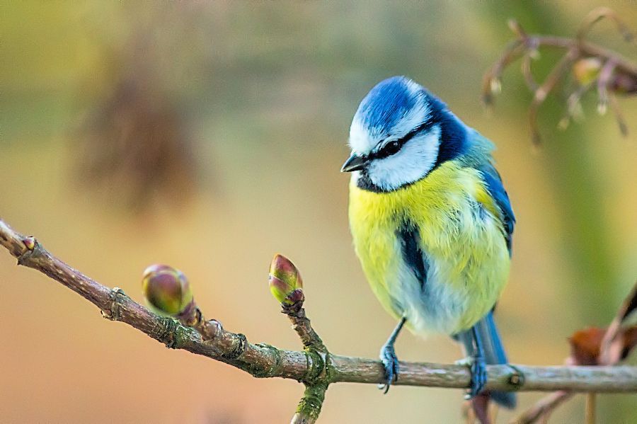 Blaumeise