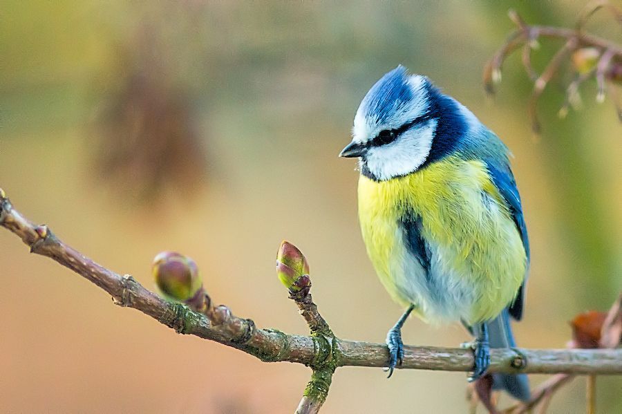 Blaumeise