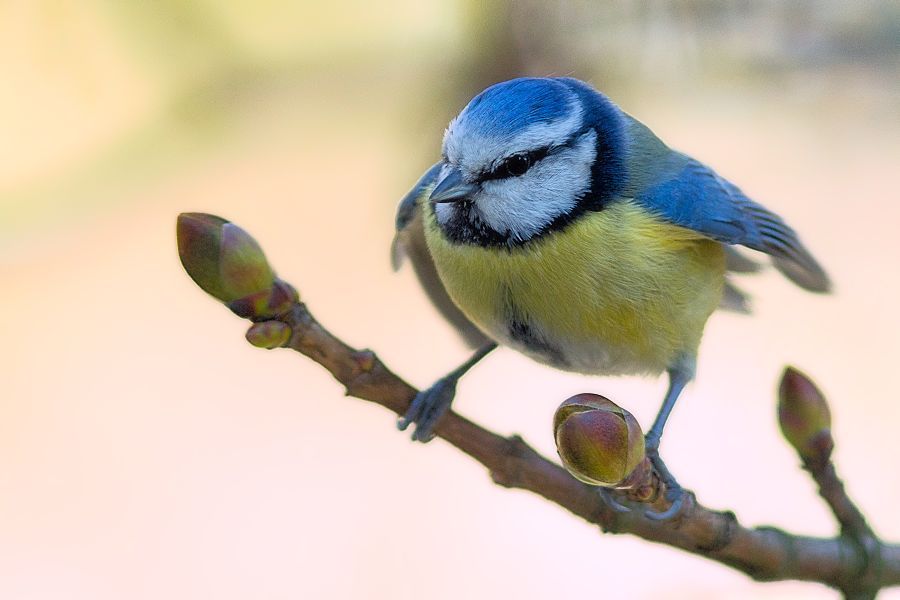Blaumeise