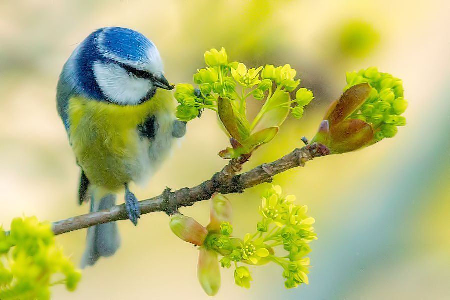 Blaumeise