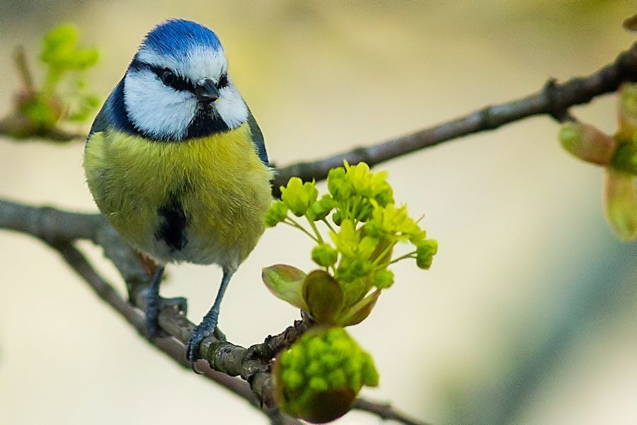 Blaumeise