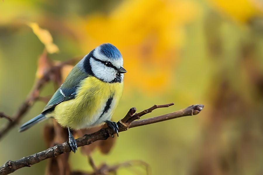 Blaumeise