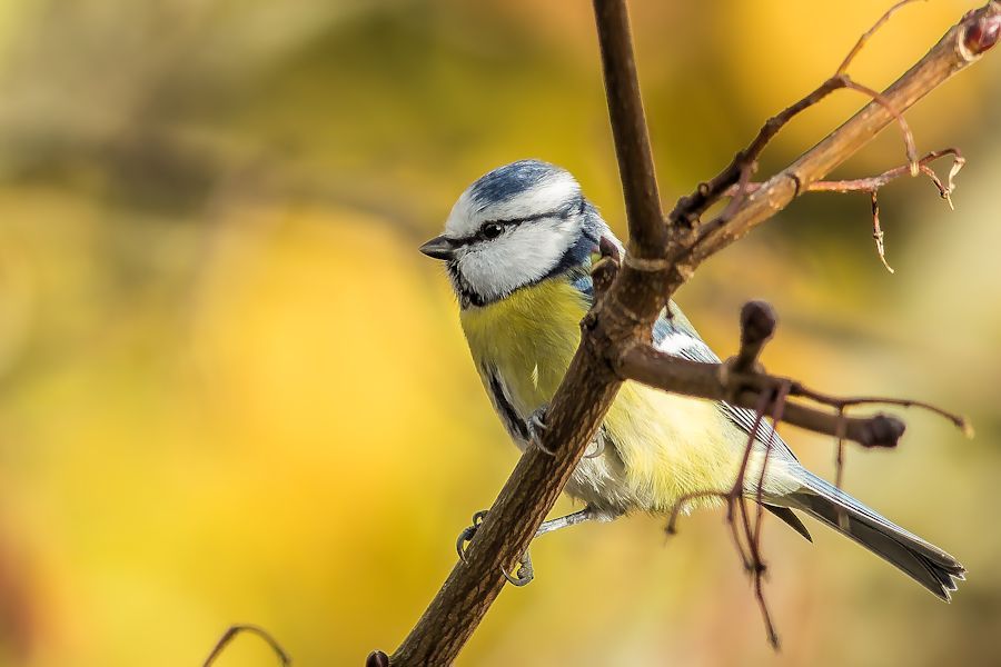 Blaumeise