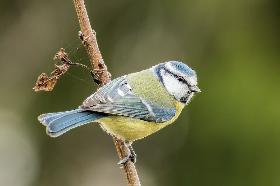 Blaumeise