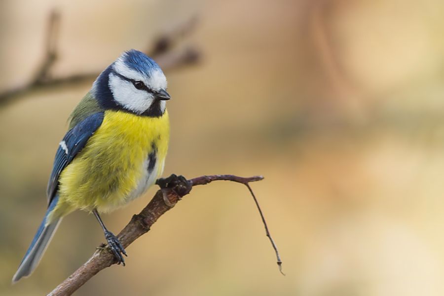 Blaumeise