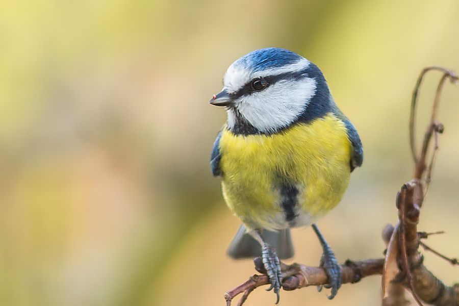 Blaumeise