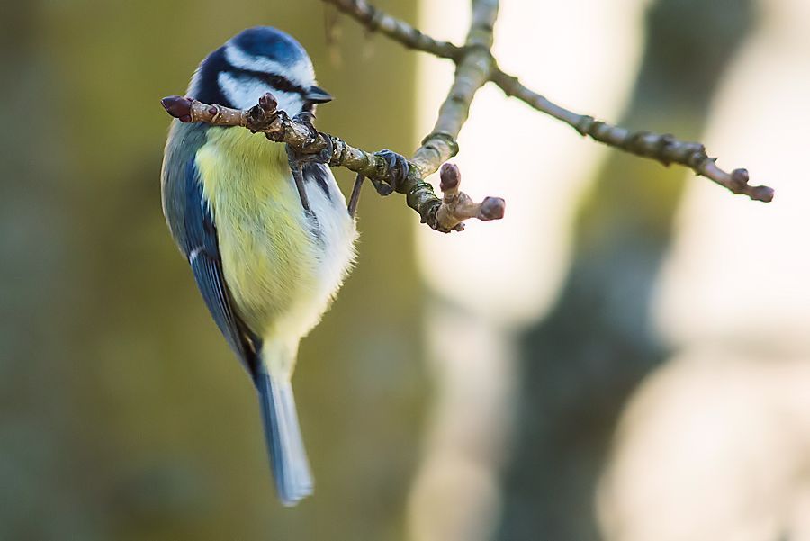 Blaumeise