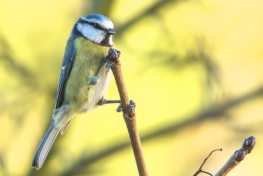 Blaumeise