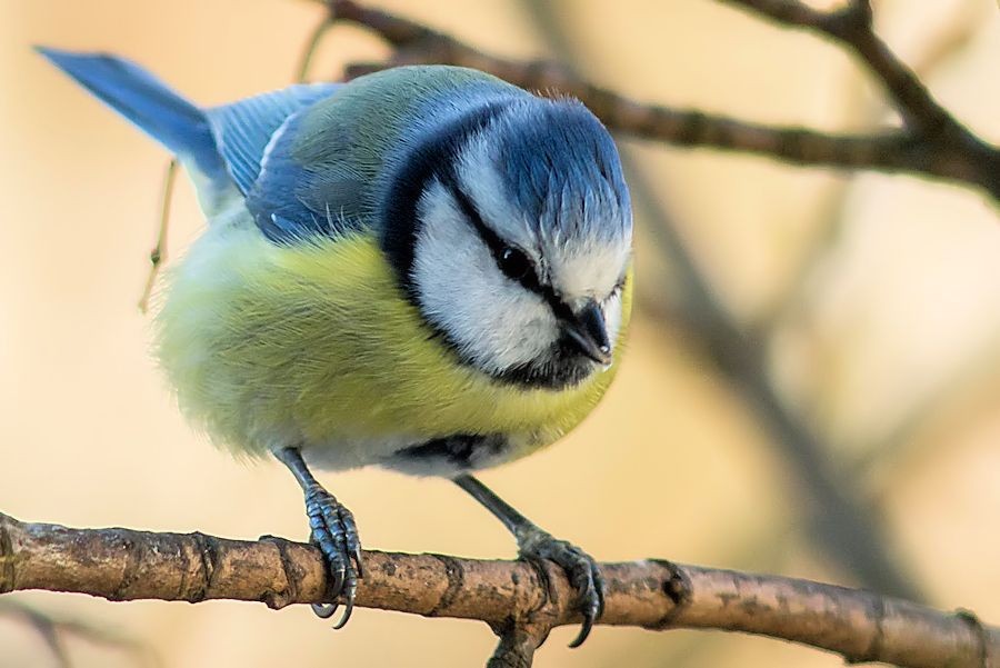 Blaumeise