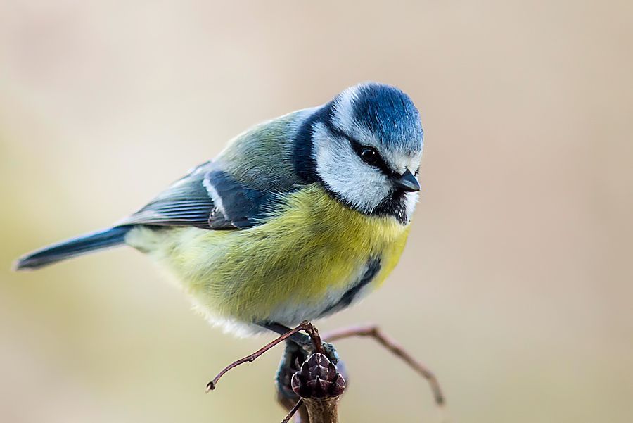 Blaumeise
