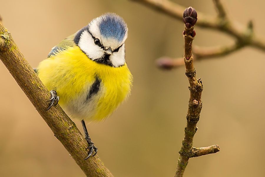 Blaumeise