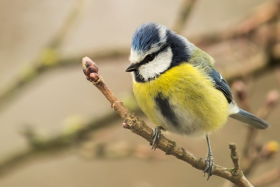Blaumeise