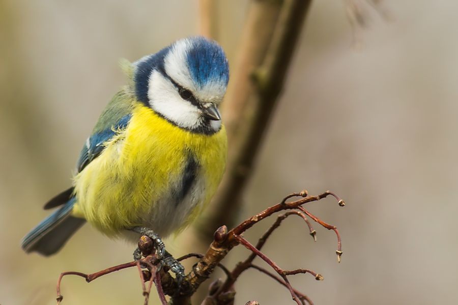Blaumeise