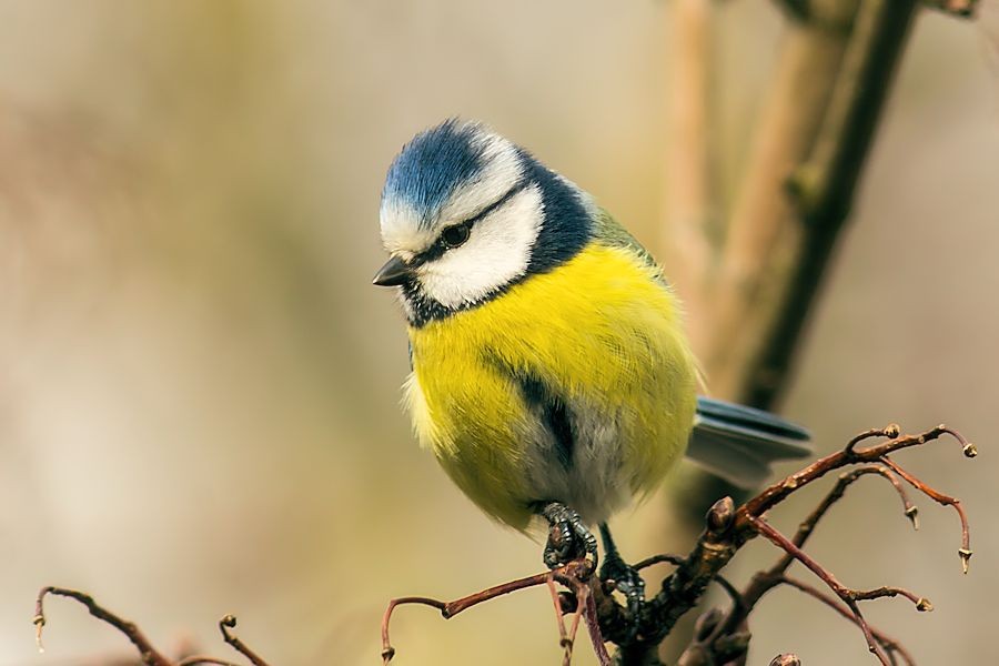 Blaumeise