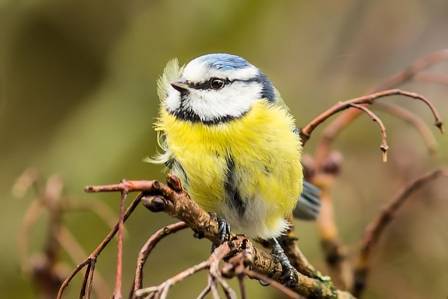 Blaumeise