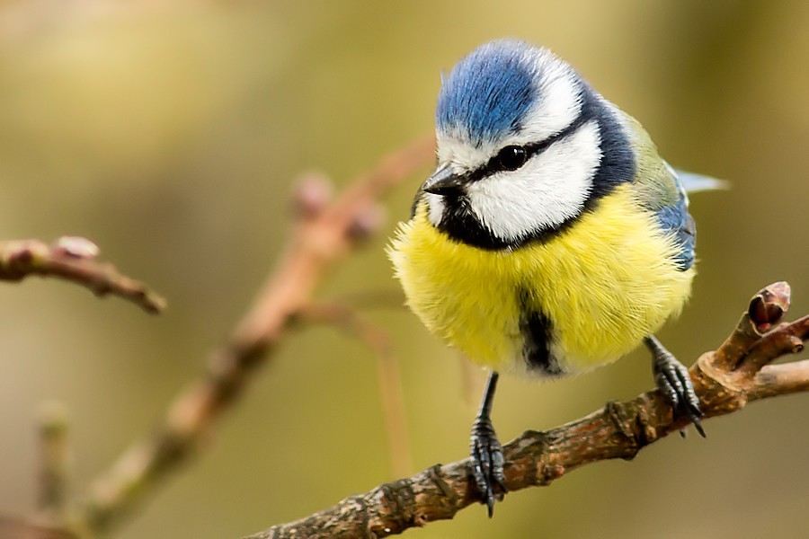 Blaumeise