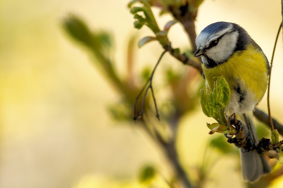 Blaumeise