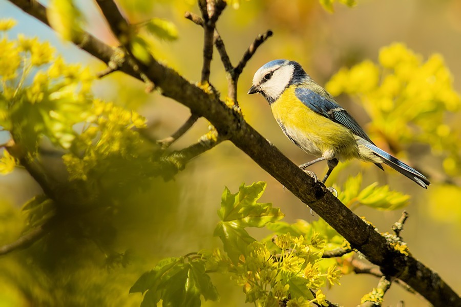 Blaumeise