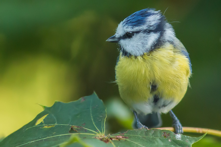 Blaumeise