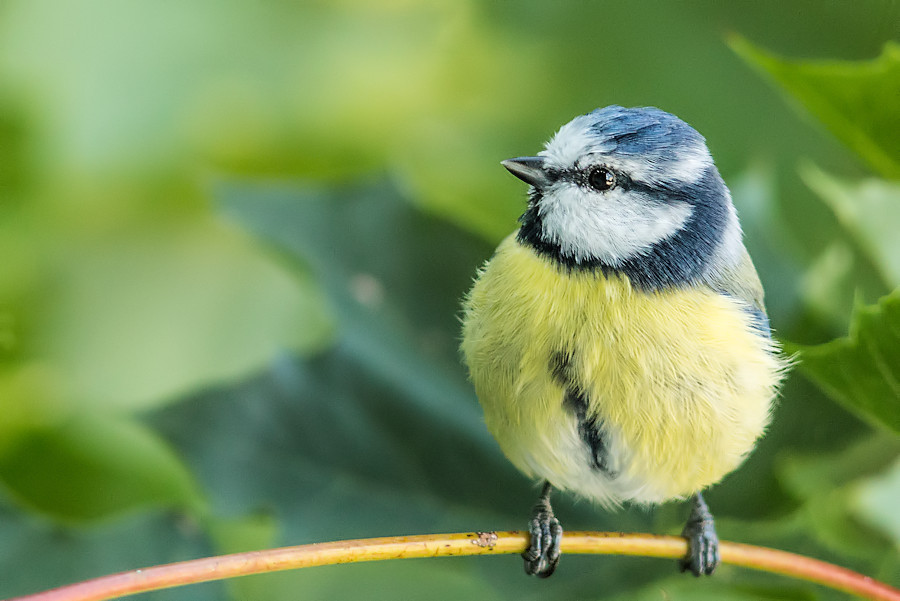 Blaumeise