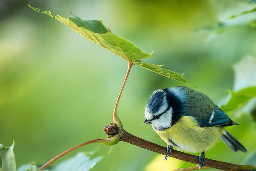 Blaumeise