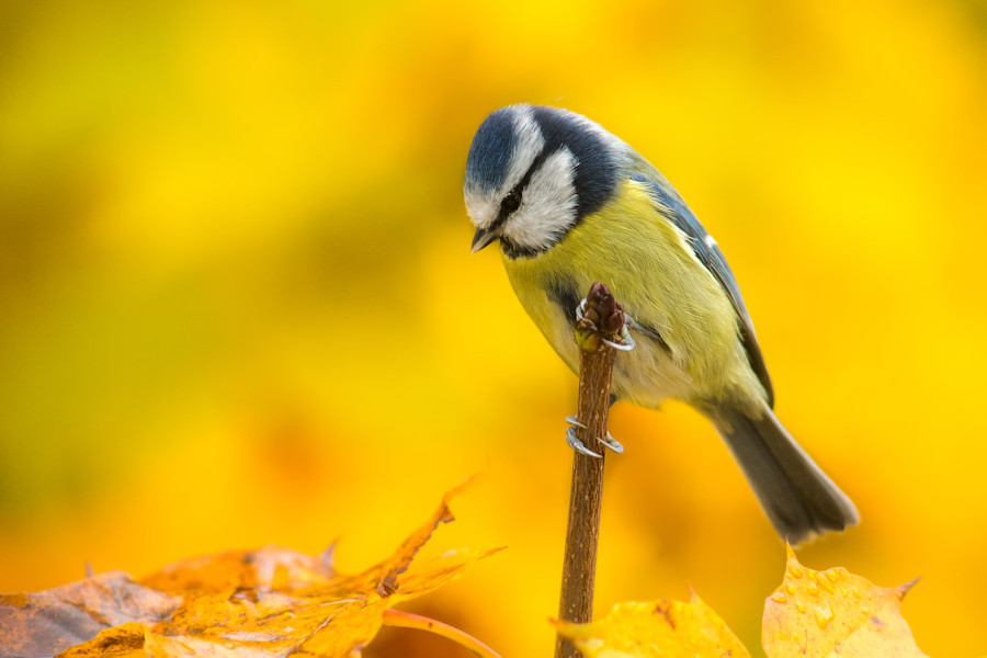 Blaumeise