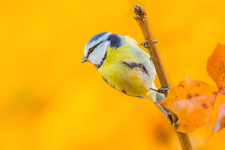 Blaumeise