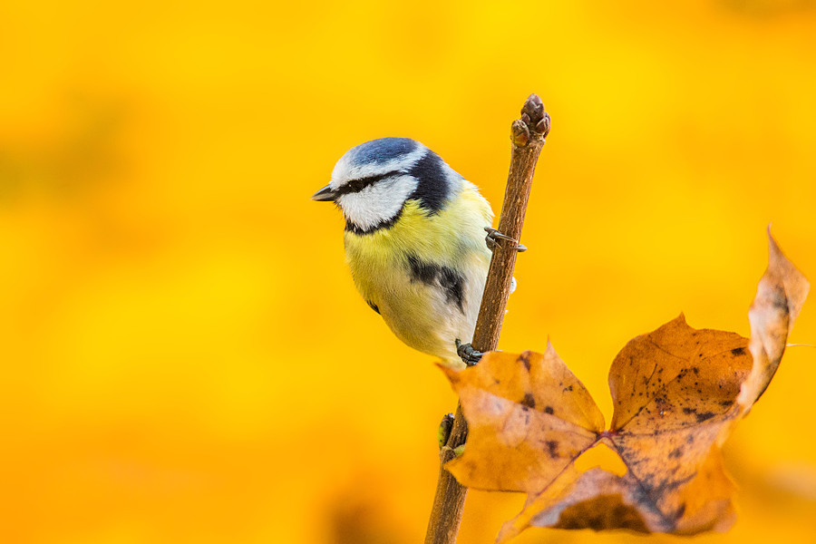 Blaumeise