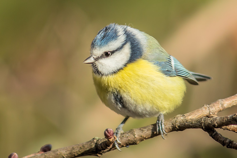 Blaumeise