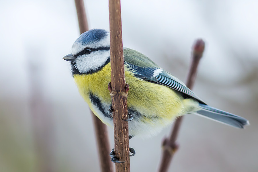 Blaumeise