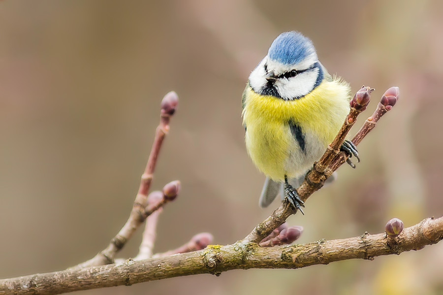 Blaumeise