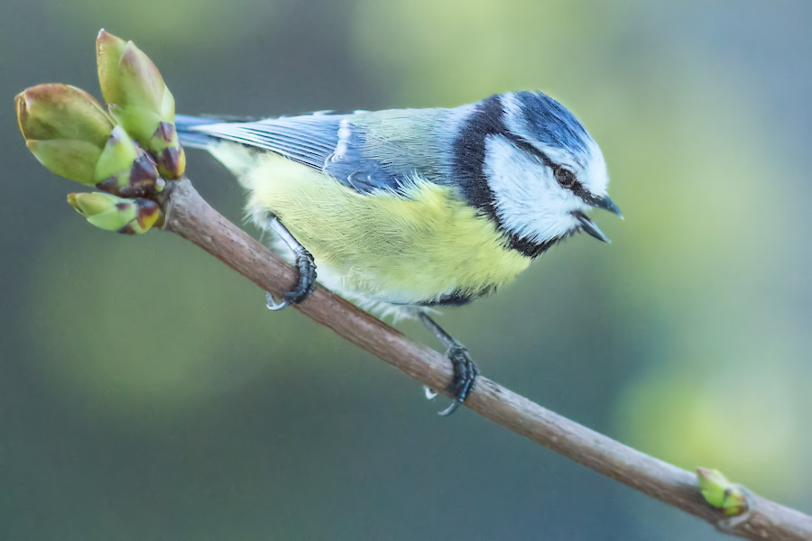 Blaumeise