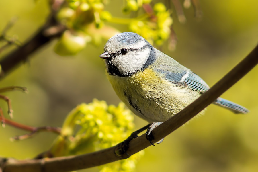 Blaumeise
