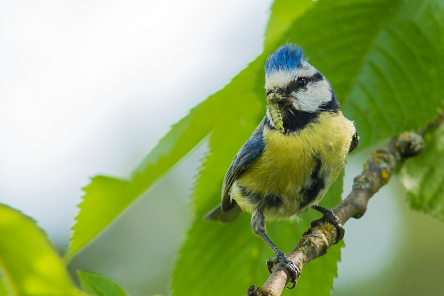 Blaumeise