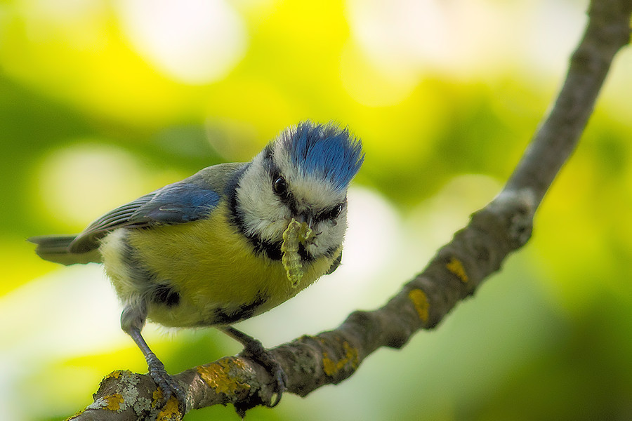 Blaumeise
