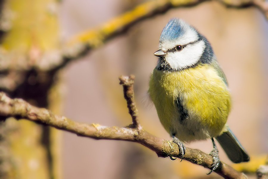 Blaumeise