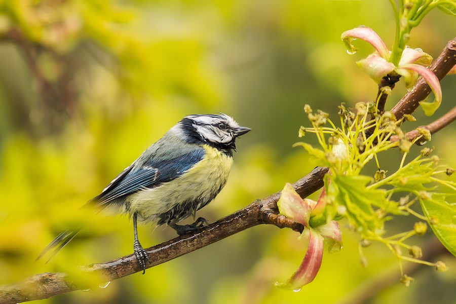 Blaumeise