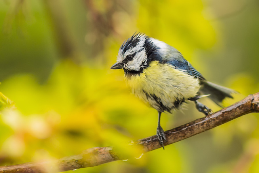 Blaumeise