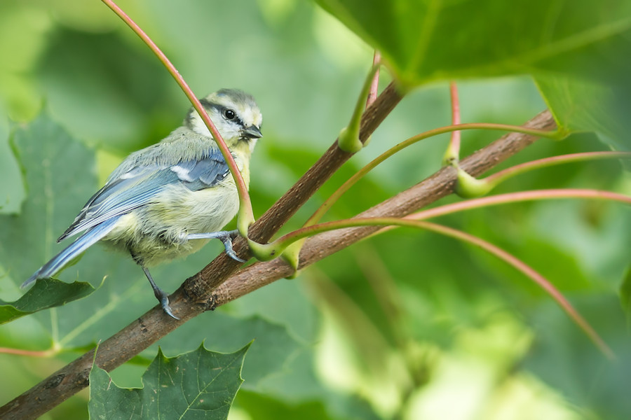 Blaumeise