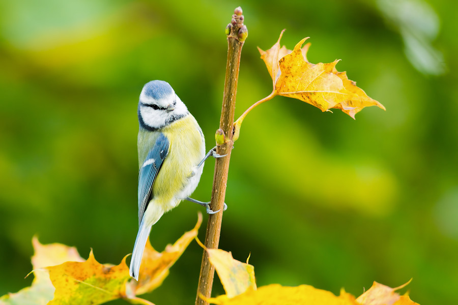 Blaumeise