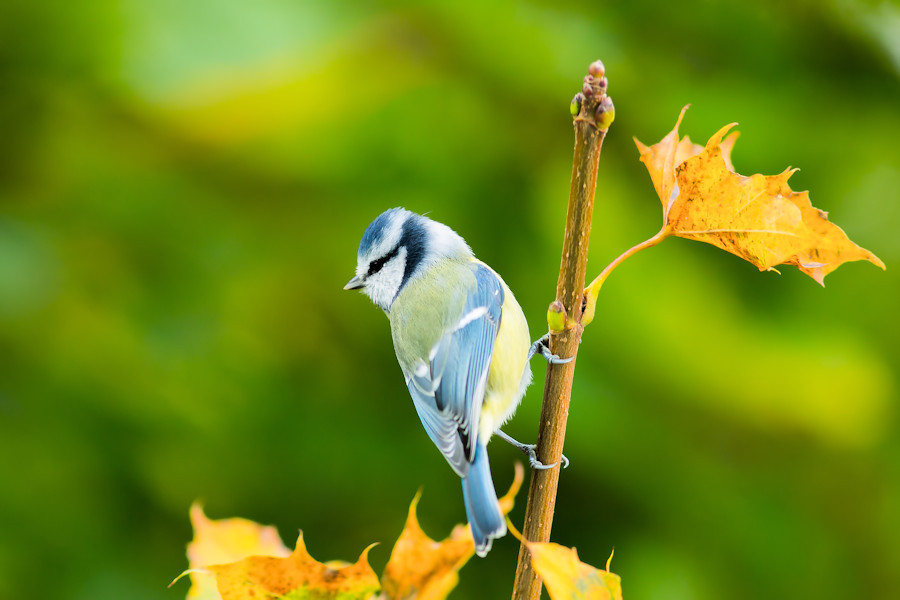 Blaumeise